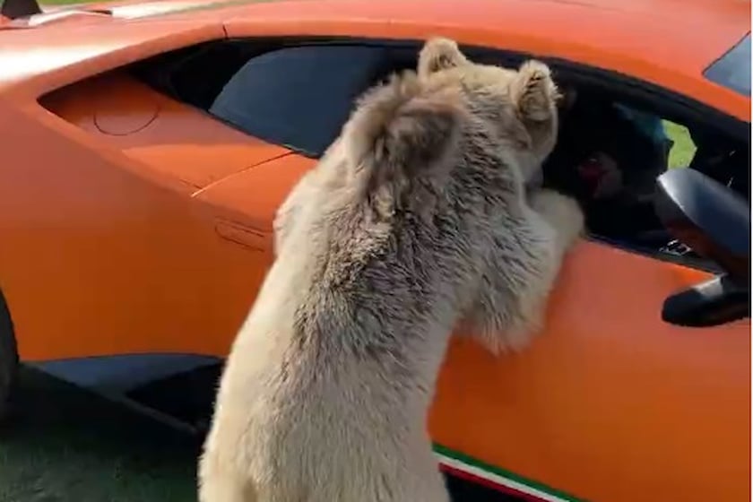 Lamborghini and bear 
