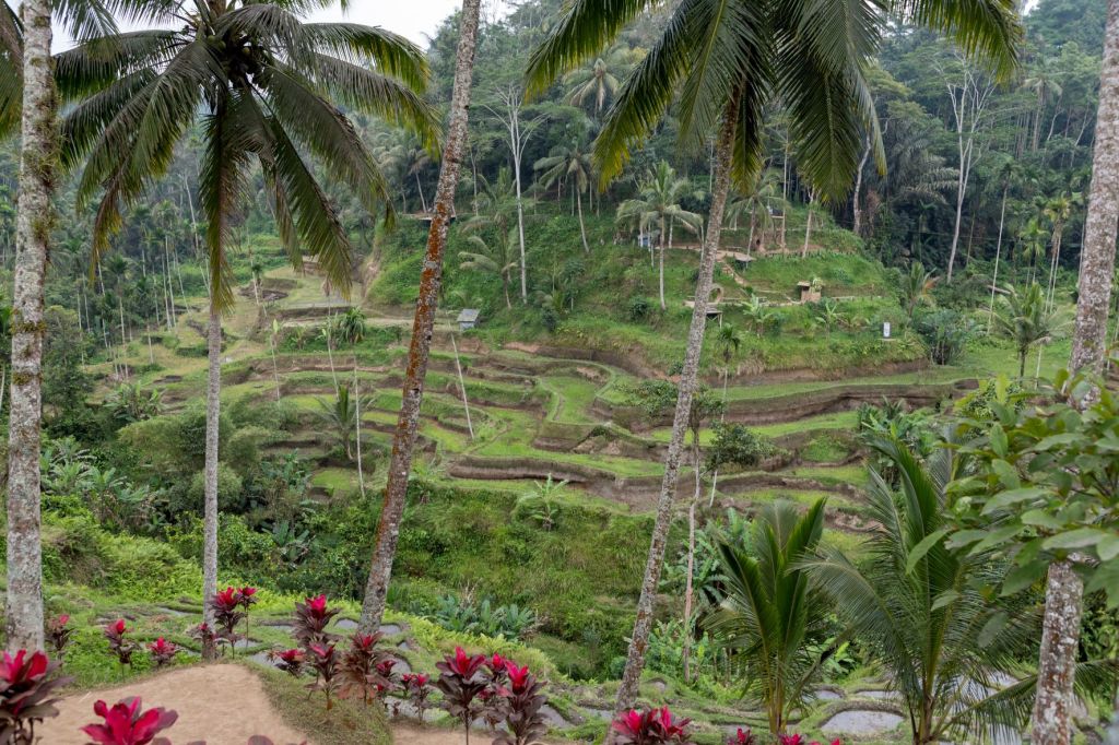 Panoramic view of Tegalalang rice terrace in Bali, Indonesia