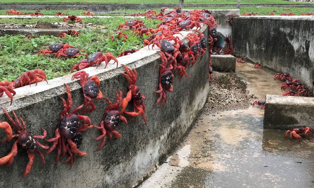 Red crabs walking in a drain on Christmas Island, Australia