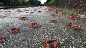 Red crabs walking on a road on Christmas Island, Australia