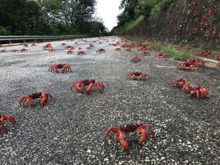 Millions of Red Crabs Cause Traffic Jams on Christmas Island