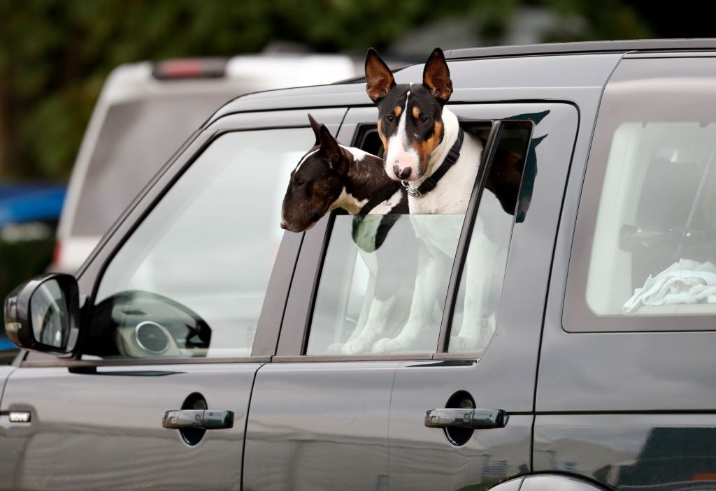 Two dogs stick heads out the car window of black SUV