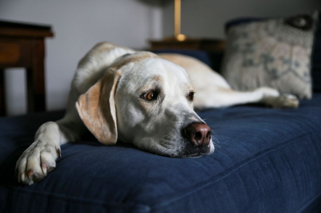 Yellow labrador retriever dog resting on a bed