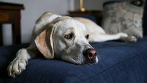 Yellow labrador retriever dog resting on a bed