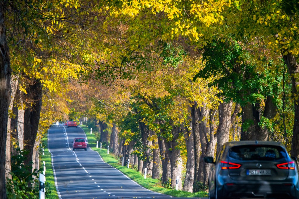 A car drives in sunny weather on the autumn-colored avenue between Garz and Putbus.