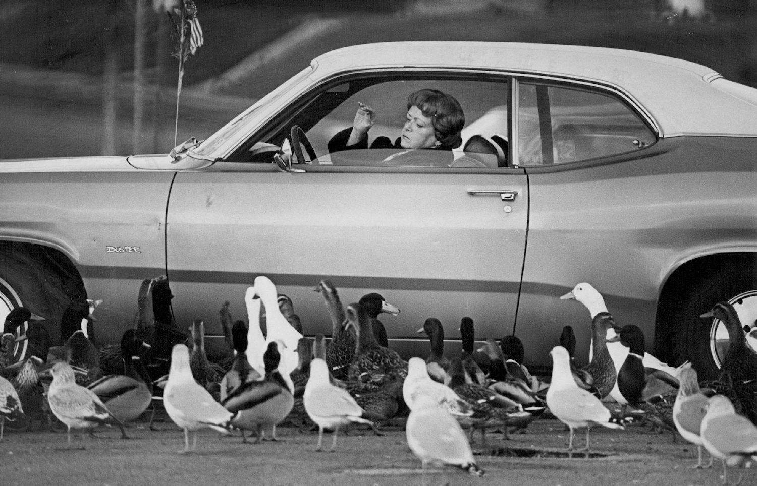 Ducks surrounding a Plymouth Duster