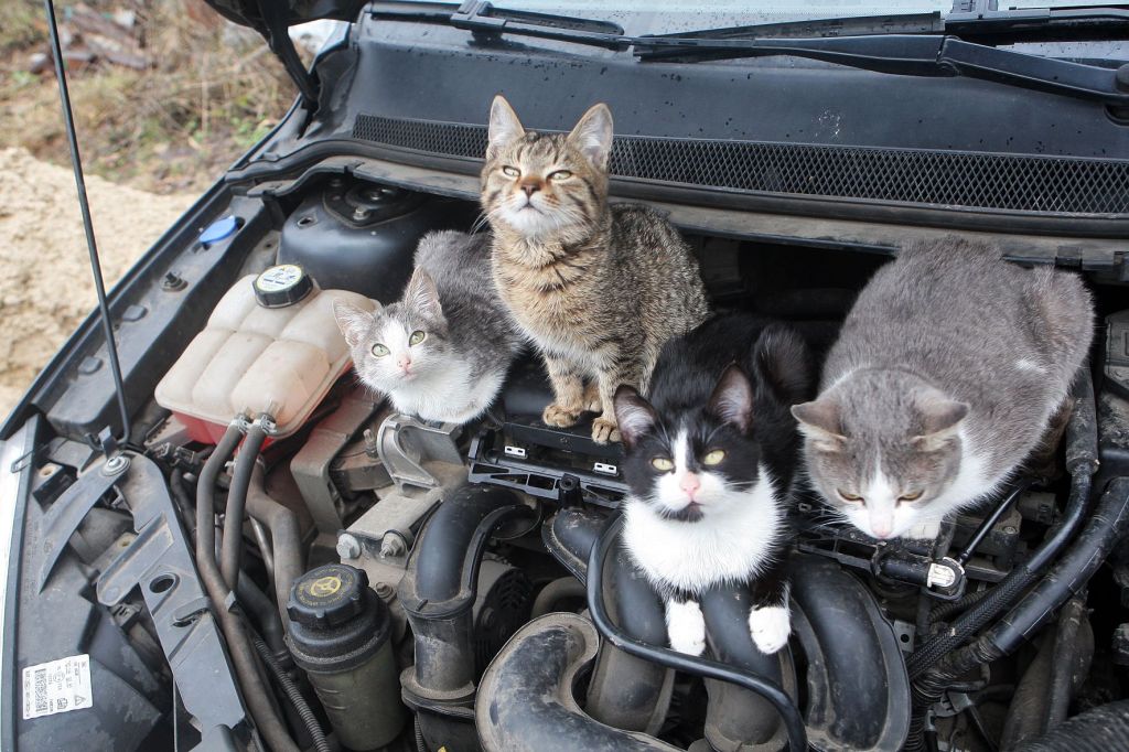 Cats sitting on car engine, highlighing car insurance pet injury coverage for dogs and cats