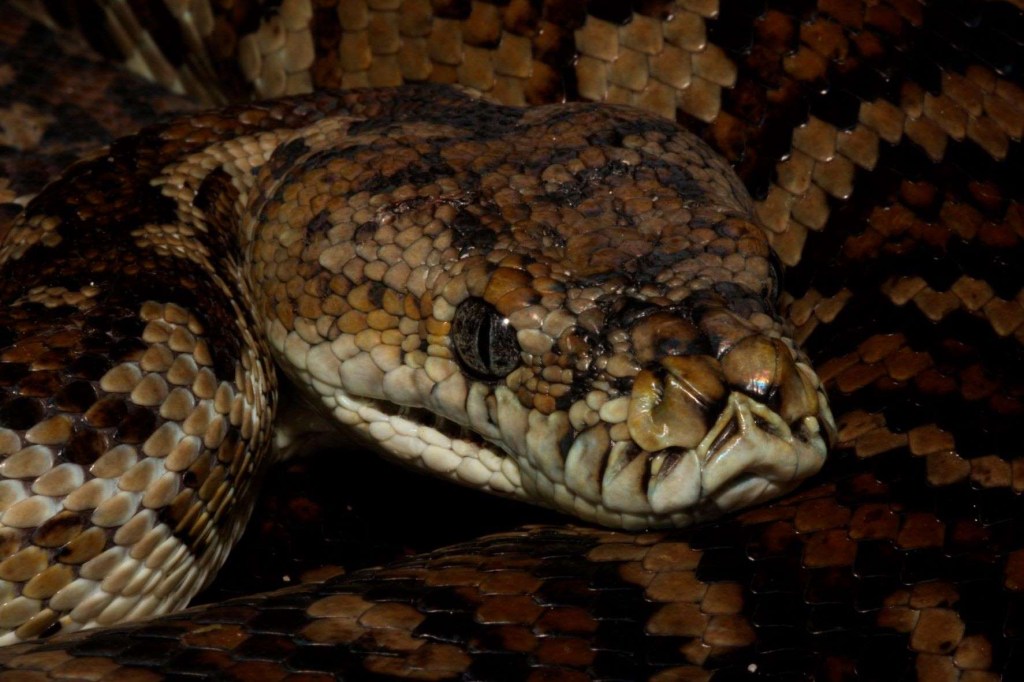 Coastal carpet python snake in Australia, highlighting story about snake on car rearview mirror