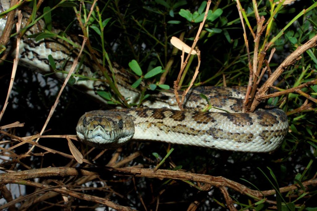 Coastal carpet python snake in a tree in Australia, highlighting story about snake on car rearview mirror