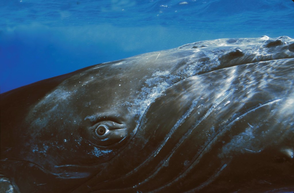 Eye-to-eye view of a humpback whale, highlighting a story about swimming by a singing humpback whale near Maui, Hawaii