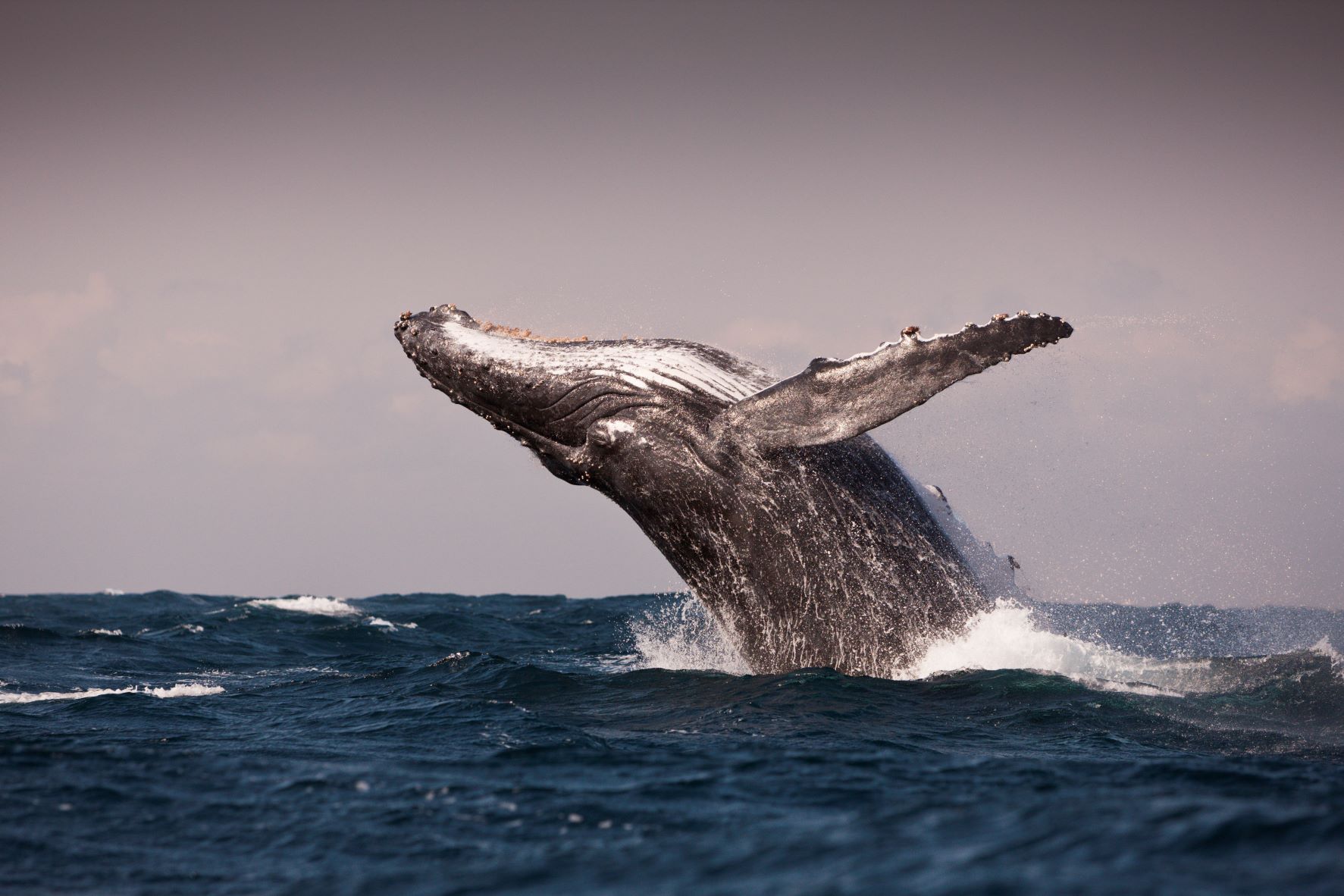Humpback whale breaches over the ocean for a story about singing whales around Maui, Hawaii