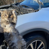 Kitten that was adopted after it was rescued from the car engine of a Nissan SUV
