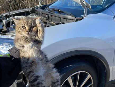 Family Adopts Kitten After It Gets Trapped in Car Engine During a Drive in a Nissan Rogue SUV