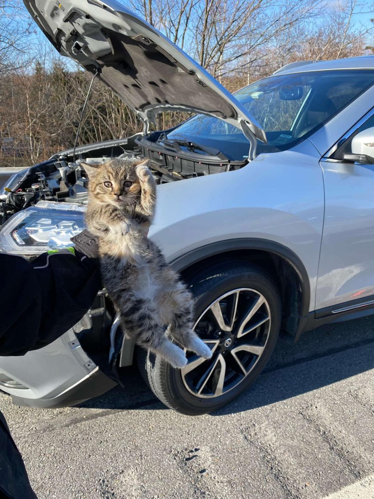Kitten that was adopted after it was rescued from the car engine of a Nissan SUV