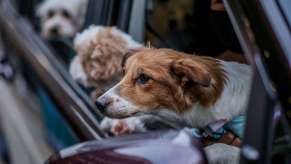 Three dogs riding in car, highlighting car insurance pet injury coverage for dogs and cats