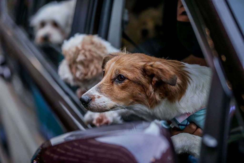 Three dogs riding in car, highlighting car insurance pet injury coverage for dogs and cats