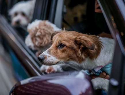 Your Car Insurance May Provide Pet Injury Coverage for Dogs and Cats