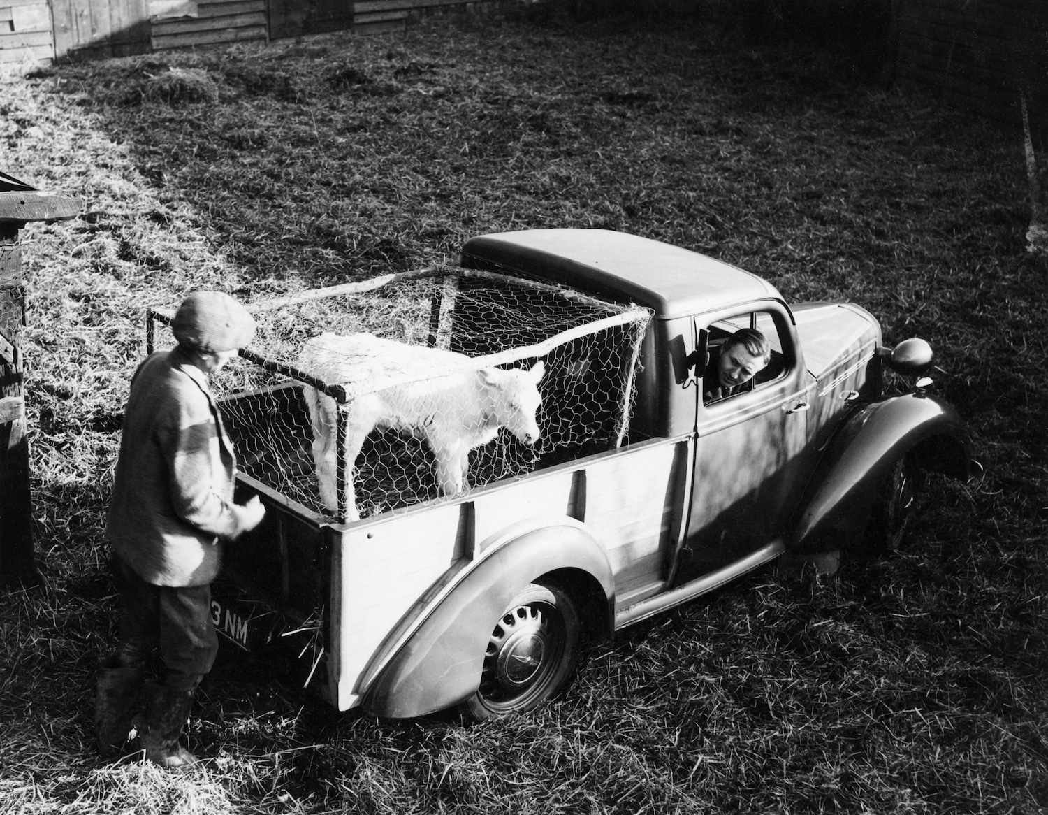 Calf in a Bedford 6cwt utility wagon. Trucks transporting meat qualify for a USDA loan |  National Motor Museum/Heritage Images/Getty Images