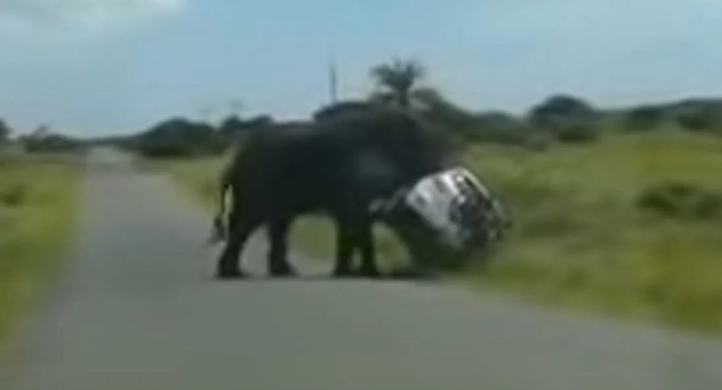 close up image of the elephant flipping the Ford SUV