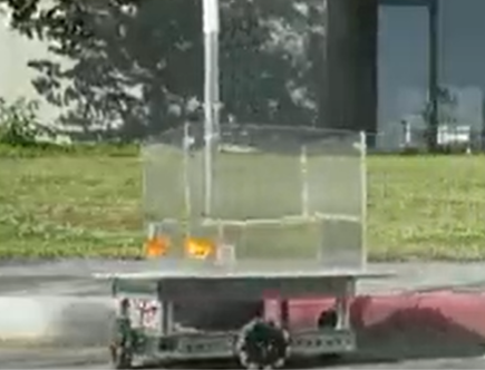Scientists Teach Goldfish How to Drive a Car: Do You Think You Can Drive Better?