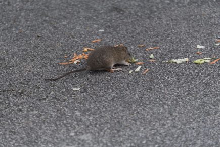 How to Protect Your Car From Rodents, According to Consumer Reports