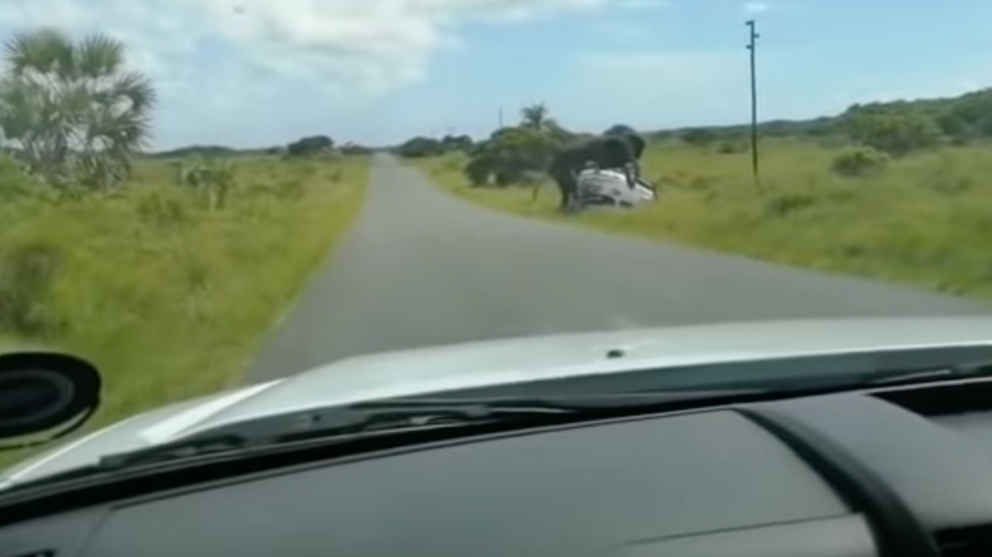 Car rolled over after elephant rammed and flipped it over