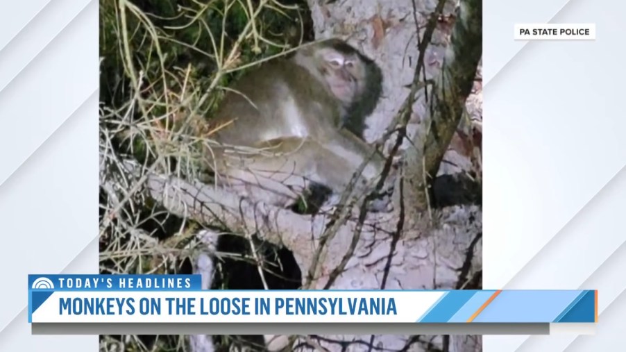 100 Lab Monkeys Escaped a Pickup Truck Crash in Pennsylvania