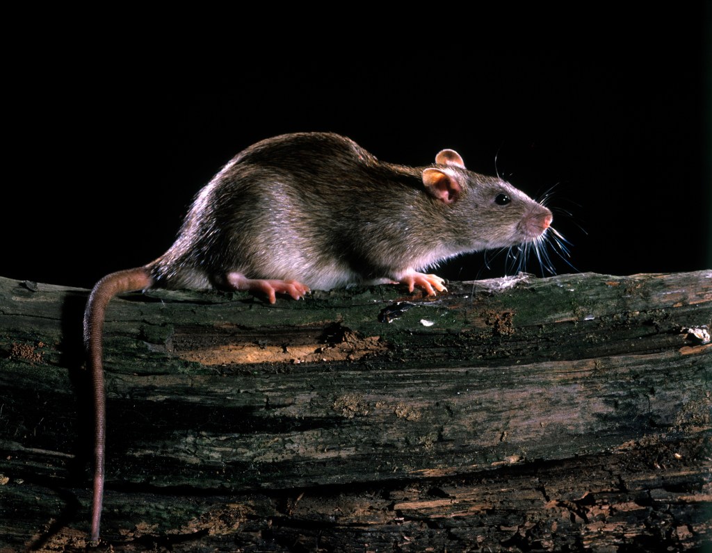 Brown rat 