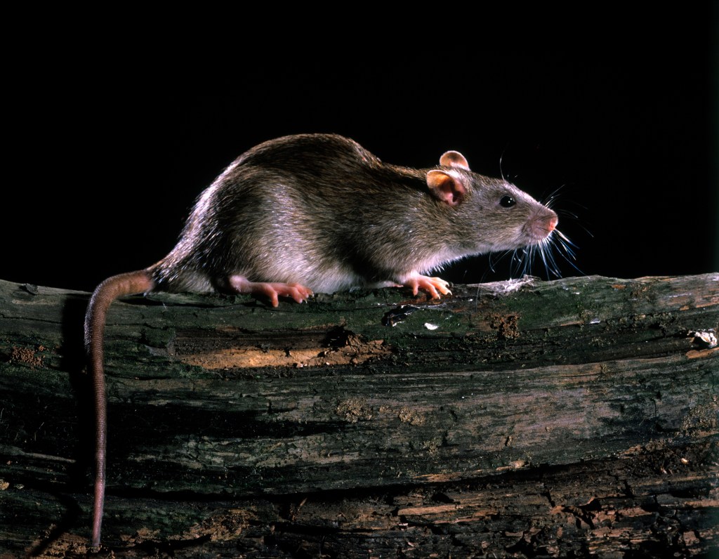 Brown rat