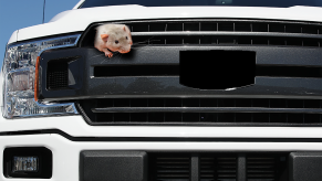 Rat Truck