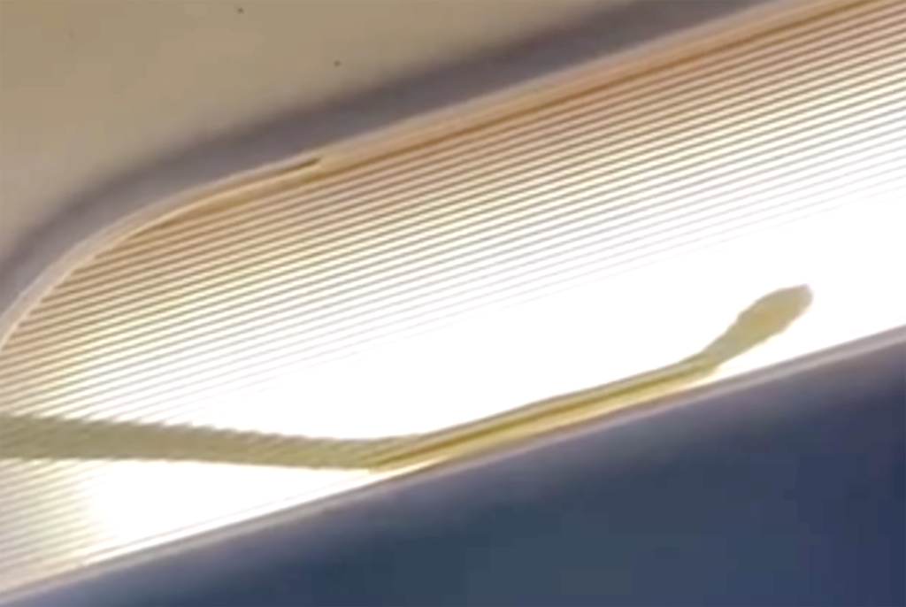 Real snake on a plane