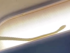 There Really Was a Snake Loose On This Airline Flight