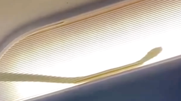 There Really Was a Snake Loose On This Airline Flight