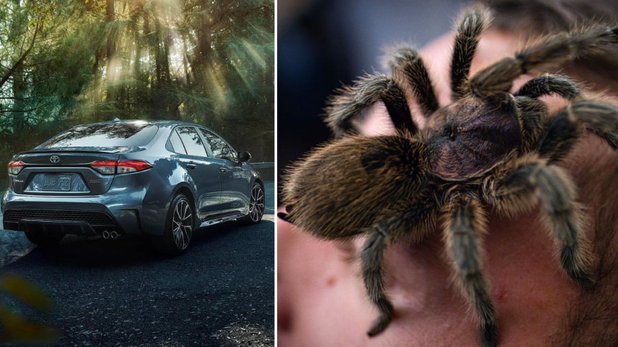 Spider on a man's face and a Toyota Corolla, highlighting story about man that keeps pet spider in car