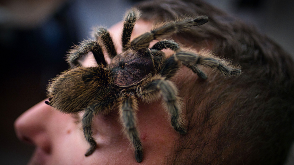 Hairy spider on a man's face, highlighting story of a man that keeps a pet spider in his car