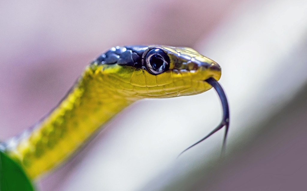 Yellow and black common tree snake, similar to the one found in Harley-Davidson motorcycle