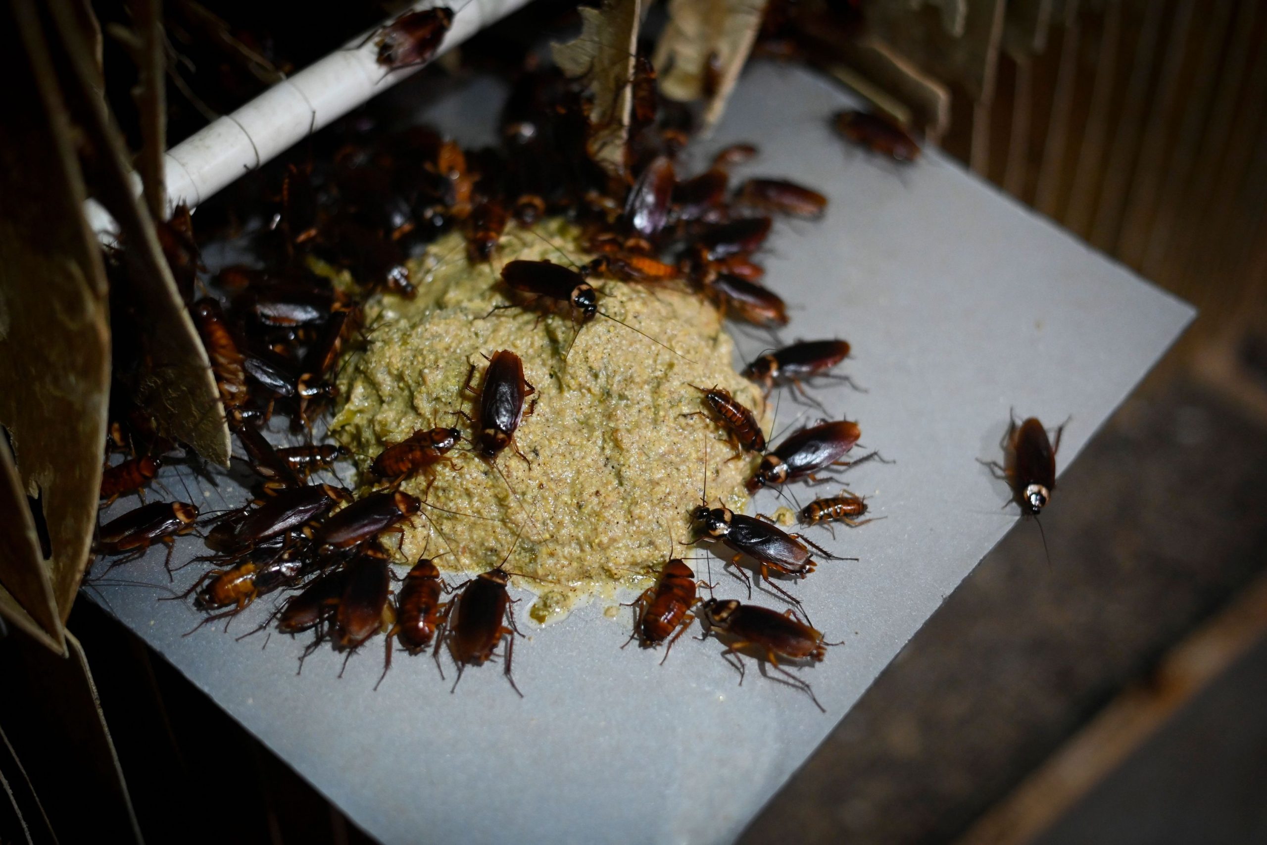 a pile of roaches eating feed
