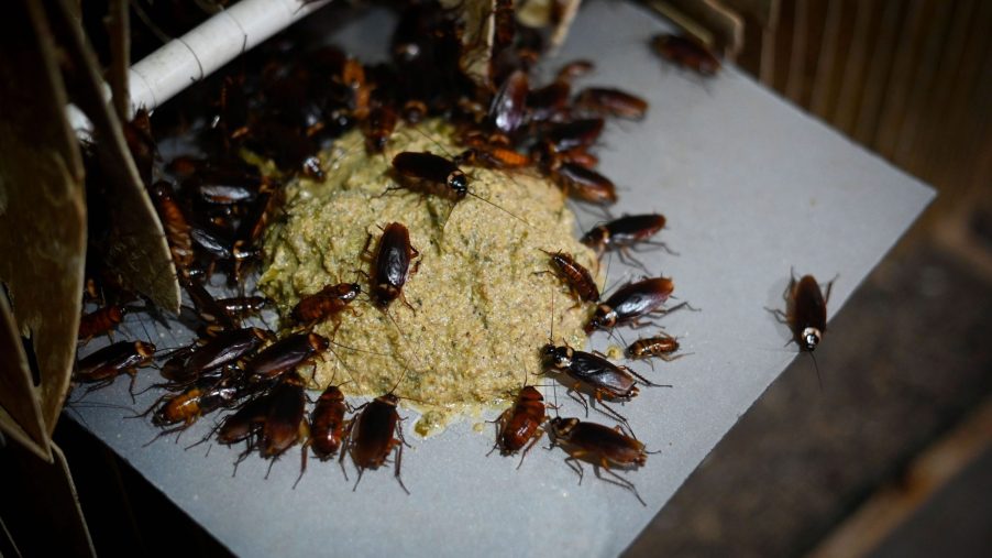 a pile of roaches eating feed