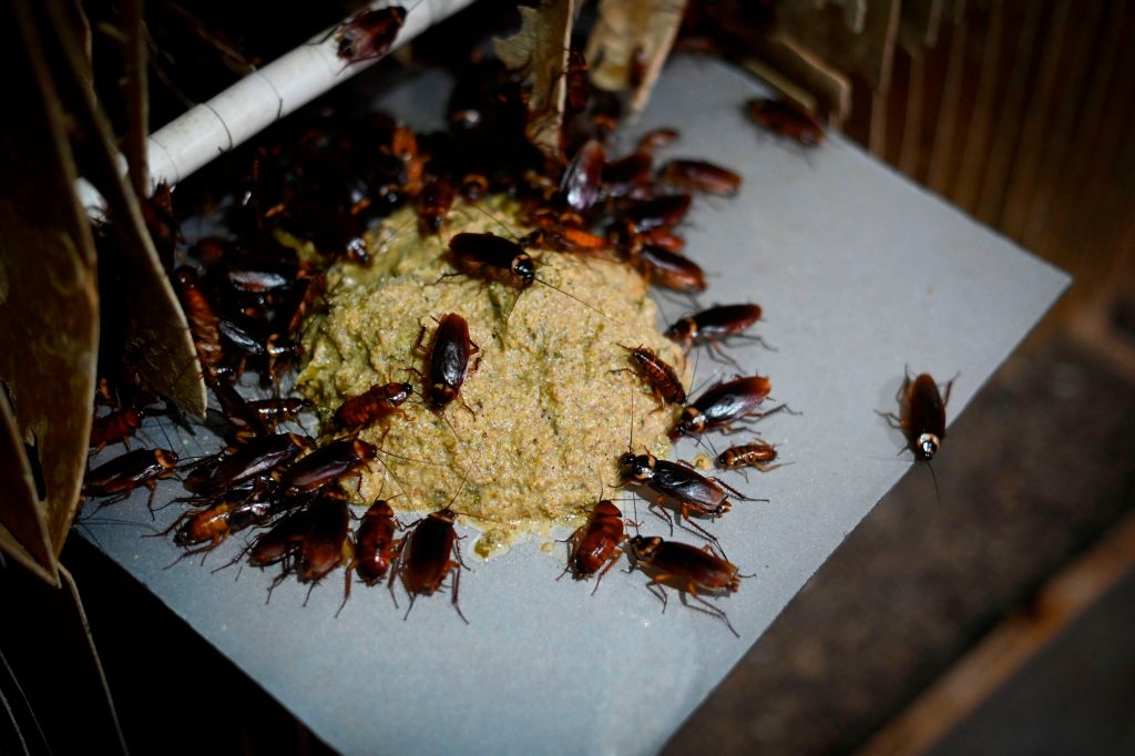 Cockroaches eat feed at a roach farm.