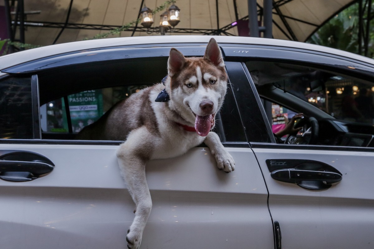 Pet Car Accessories: A dog hanging out of the back window of a car
