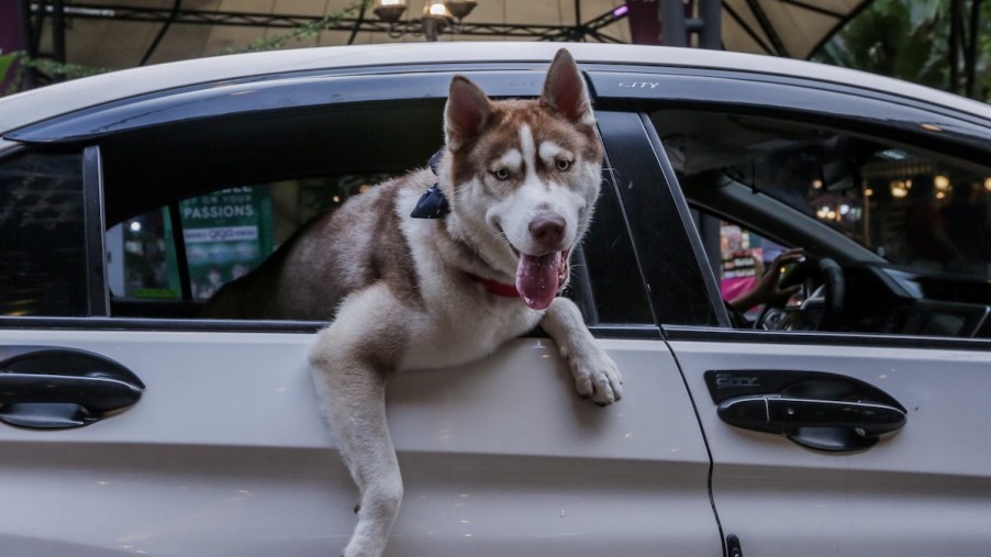 A pet dog hanging out a car's rear window