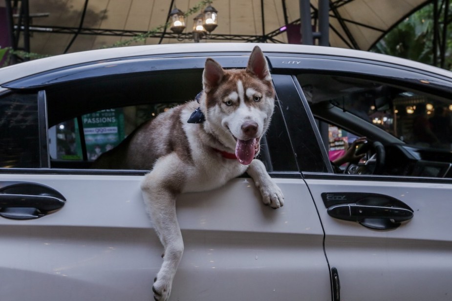 A pet dog hanging out a car's rear window