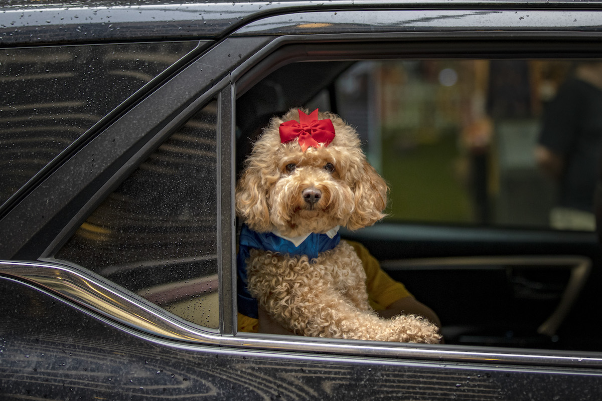 A brown poodle in a car - pet accessories