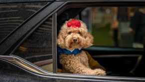 A brown poodle in a car - pet accessories