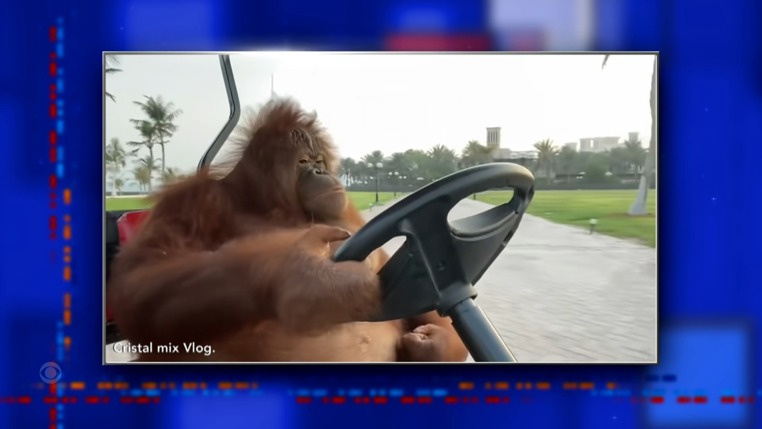 Rambo the orangutan from Dubai drives a golf cart and Porsche Boxster