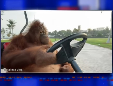 Rambo the Orangutan From Dubai Drives a Golf Cart, Porsche Boxster