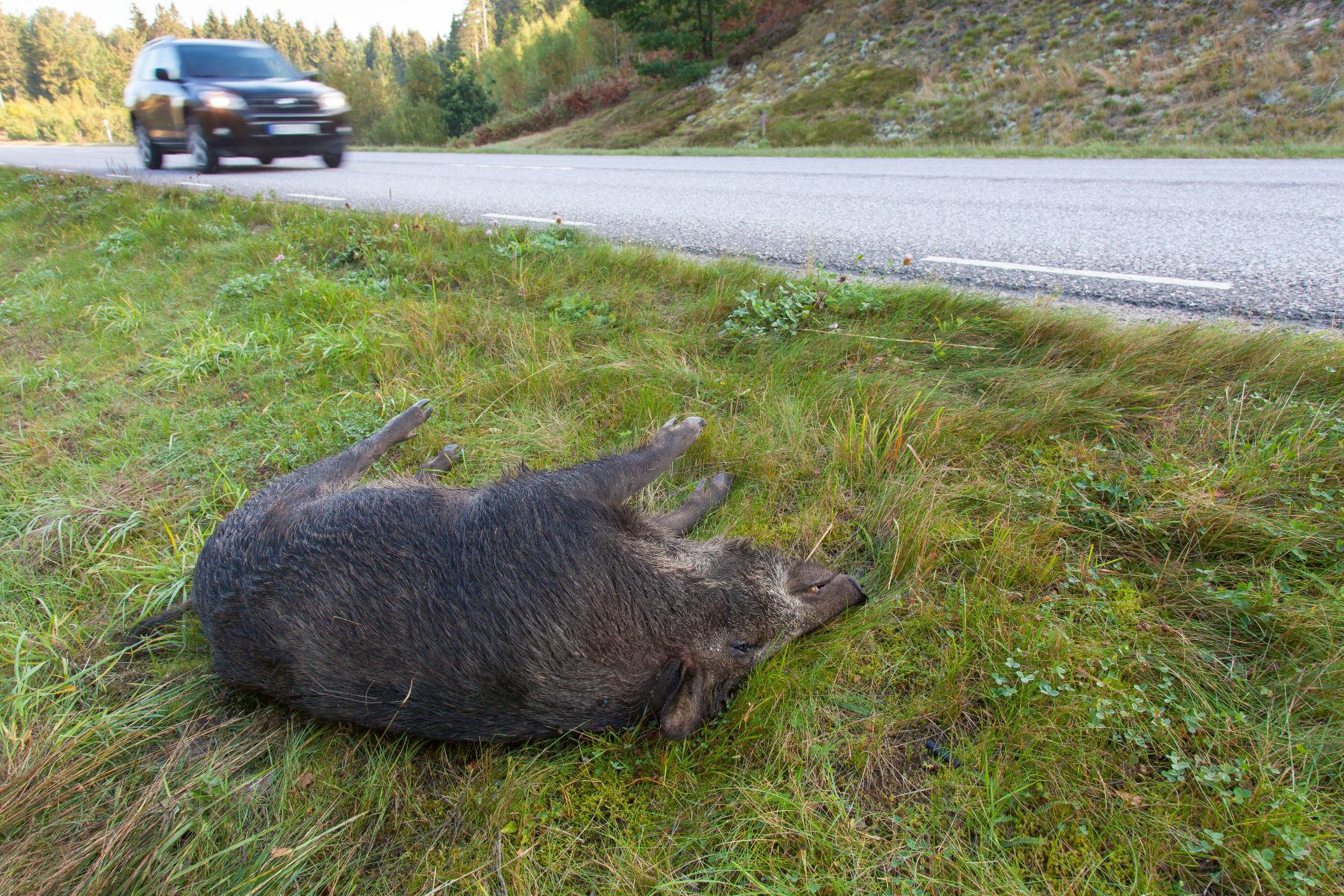 A wild boar turned into roadkill as the result of a collision with a motor vehicle