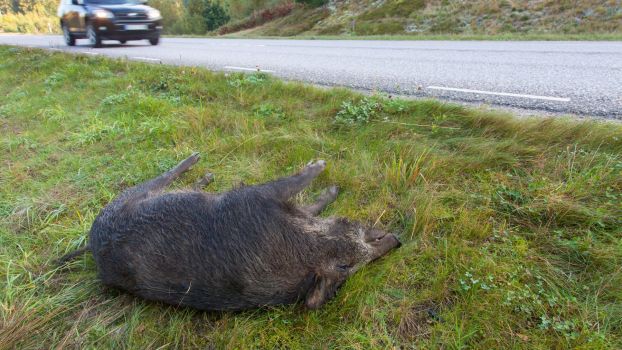 Is It Legal in Your State to Take Roadkill Home to Eat?