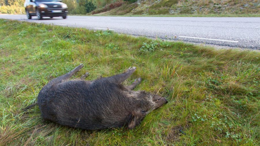A wild boar turned into roadkill as the result of a collision with a motor vehicle