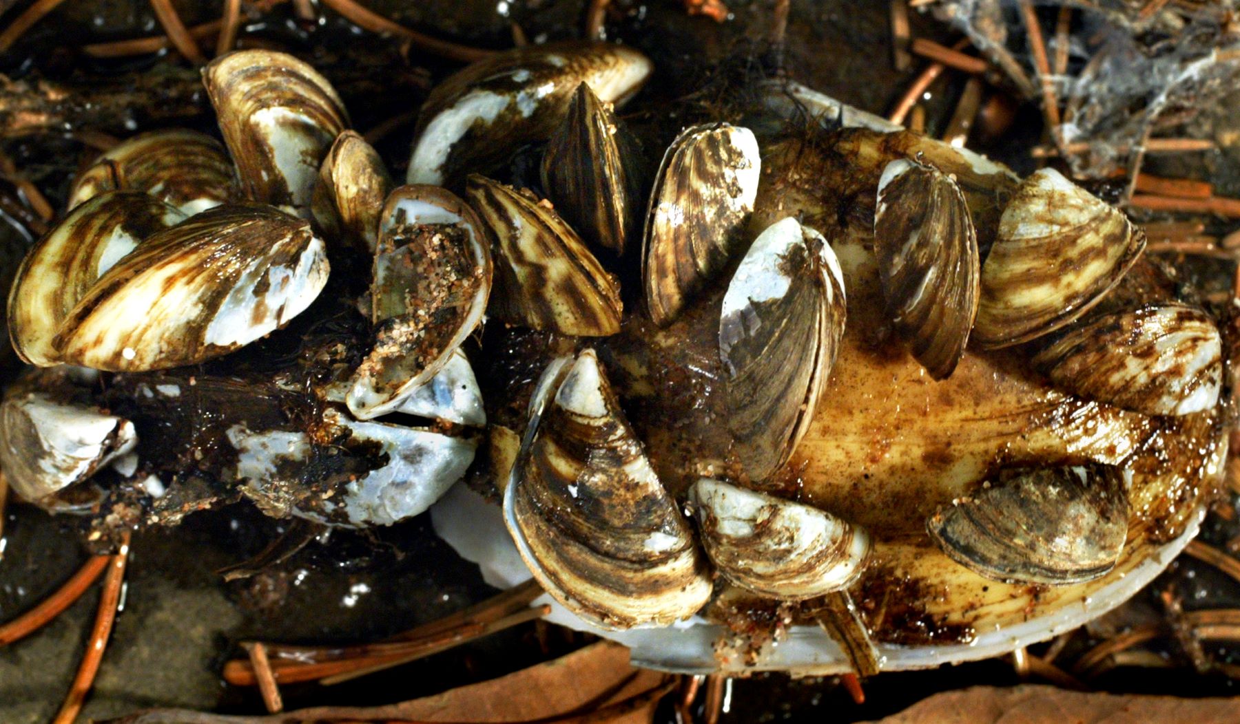 Zebra mussels found on a beach in Superior, Wisconsin